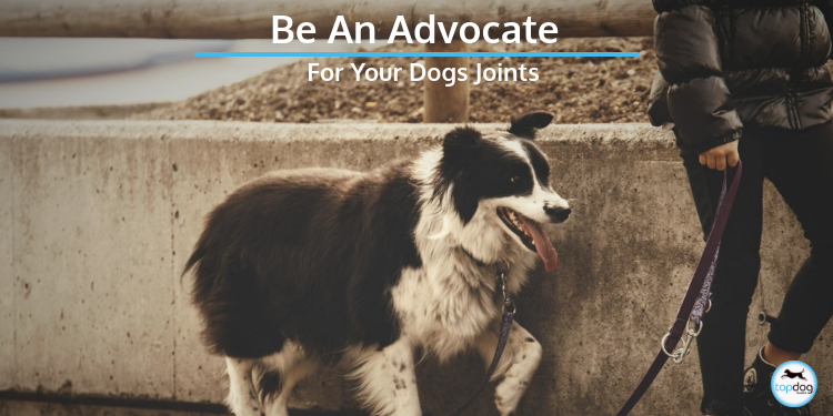 Be an Advocate for Your Dog’s Joints
