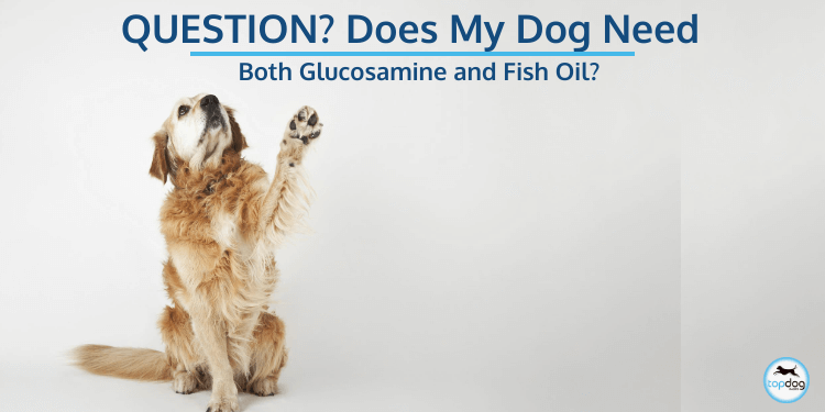 best oil for dogs joints